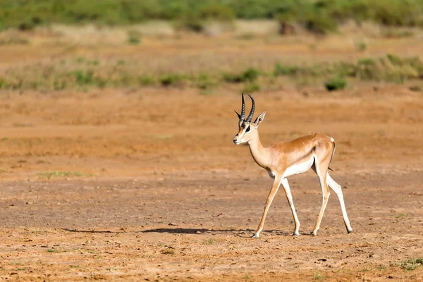 A Grant Gazelle fica no meio da paisagem gramada de — Fotografia de Stock