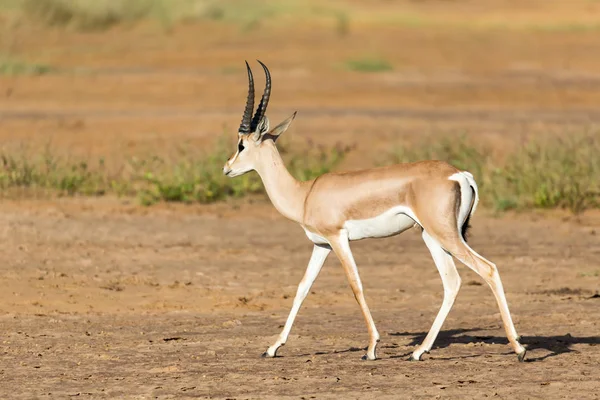Un Grant Gazelle si trova in mezzo al paesaggio erboso di — Foto Stock