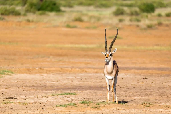 Un Grant Gazelle si trova in mezzo al paesaggio erboso di — Foto Stock