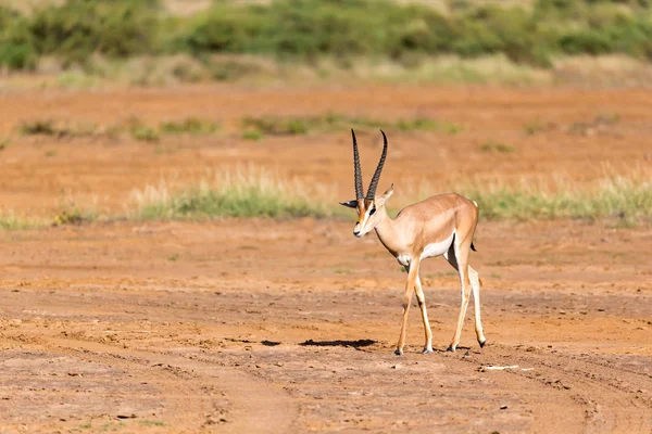 Une Gazelle Grant se trouve au milieu du paysage herbeux de — Photo