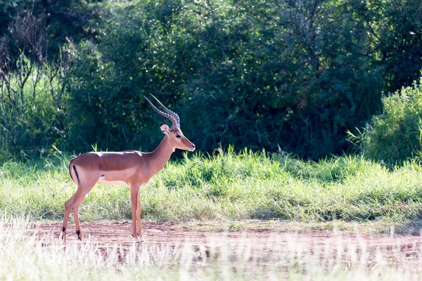 Una Gacela Grant se encuentra en medio del paisaje herboso de —  Fotos de Stock