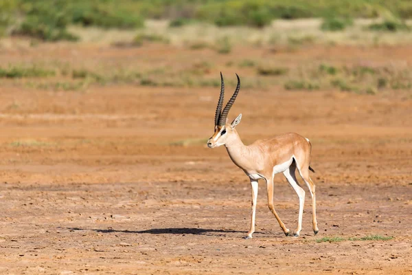 Grant Gazelle na savana do Quênia — Fotografia de Stock