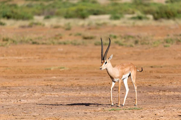 Grant Gazelle w sawanny Kenii — Zdjęcie stockowe