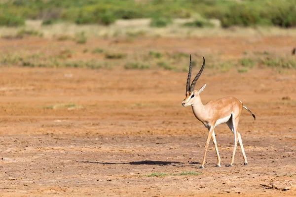 Grant Gazelle nella savana del Kenya — Foto Stock