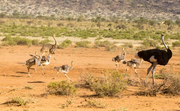 Uma família de avestruzes atravessa a savana do Quênia — Fotografia de Stock