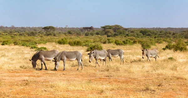 Grande rebanho com zebras pastando na savana do Quênia — Fotografia de Stock
