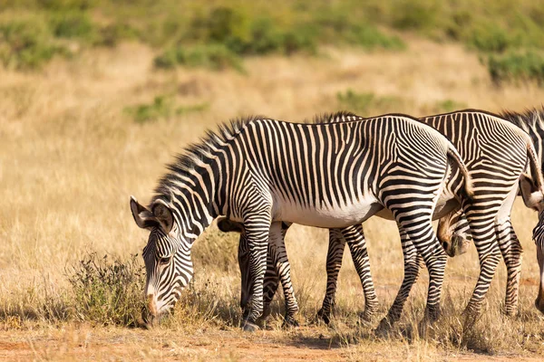 Large herd with zebras grazing in the savannah of Kenya — Stok fotoğraf