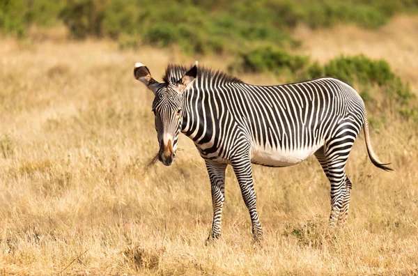 Grevy Zebra se Paří v krajině Samburu v Keni — Stock fotografie