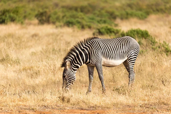 A Grevy Zebra is grazing in the countryside of Samburu in Kenya — Stock Photo, Image