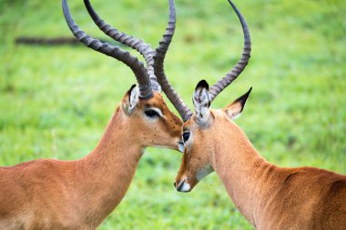 Kenya savanasında çim enkazı üzerinde impala ailesi