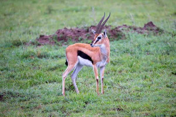 Gazela Thomsona w trawiastym krajobrazie sawanny w Keny — Zdjęcie stockowe
