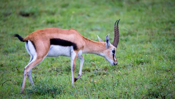 Gazelle Thomson v travnaté krajině Savannah v Keny — Stock fotografie