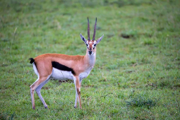 Gazelle Thomson v travnaté krajině Savannah v Keny — Stock fotografie