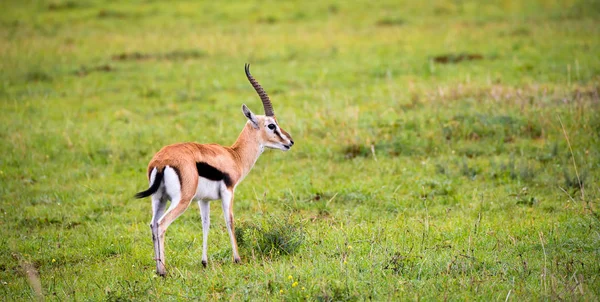 Thomson's Gazelle in het gras landschap van de savanne in Keny — Stockfoto