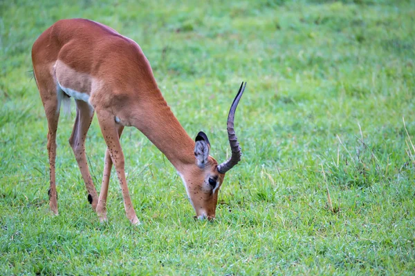 Famiglia Impala su un paesaggio erboso nella savana keniota — Foto Stock