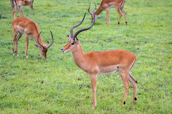 Rodzina Impala na trawiastym krajobrazie w kenijskiej sawannie — Zdjęcie stockowe