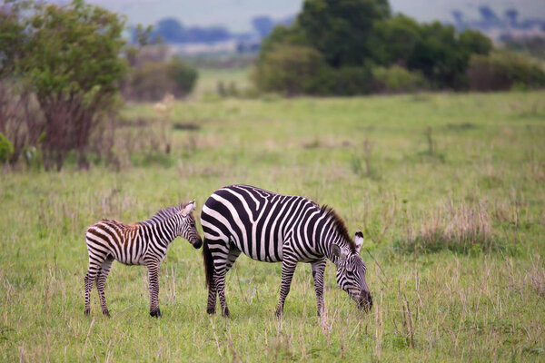 Some Zebras in the middle of the savannah of Kenya