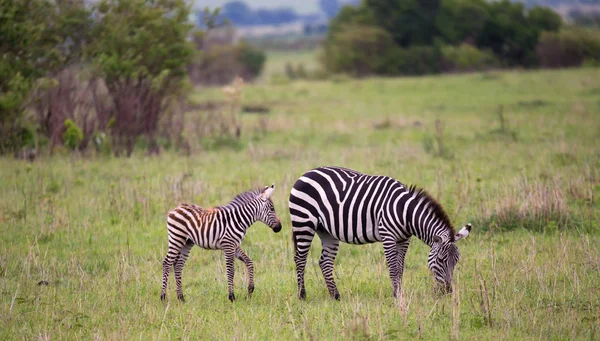 Zebras i mitten av savannen i Kenya — Stockfoto