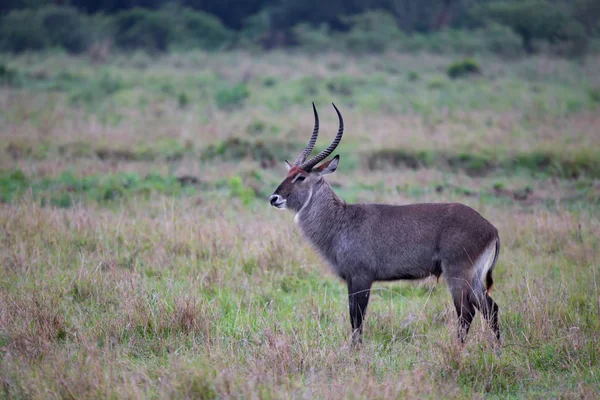 Waterbuck spacery po użytków zielonych kenijskiego sawanny — Zdjęcie stockowe