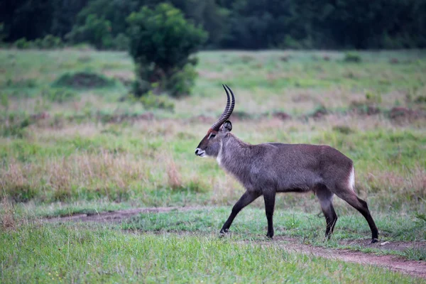 Um balde d 'água caminha pela pastagem da savana queniana — Fotografia de Stock