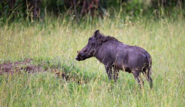 Warthogs Kenya savanası otlatıyor