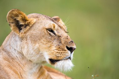 Bir dişi aslan portresi, o savana çim yatıyor
