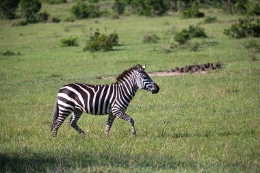 Zebralar Kenya savanının ortasında.