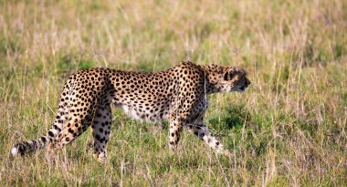 Keny savanasında çimenler ve çalılar arasında yürüyen bir çita