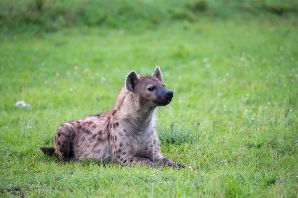 Une hyène est allongée dans l'herbe dans la savane au Kenya — Photo
