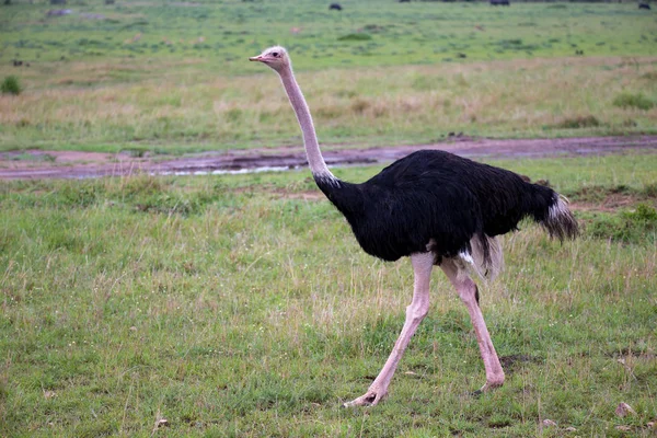 A male Ostrich bird runs through the grass landscape from the sa