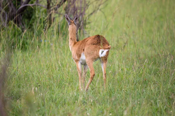 Família Impala em uma paisagem de grama na savana queniana — Fotografia de Stock