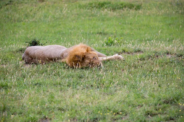 A big lion lies in the grass in the savanna of Kenya