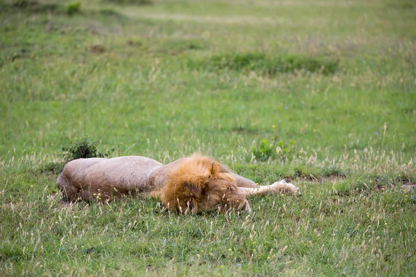 Un gran león yace en la hierba en la sabana de Kenia —  Fotos de Stock