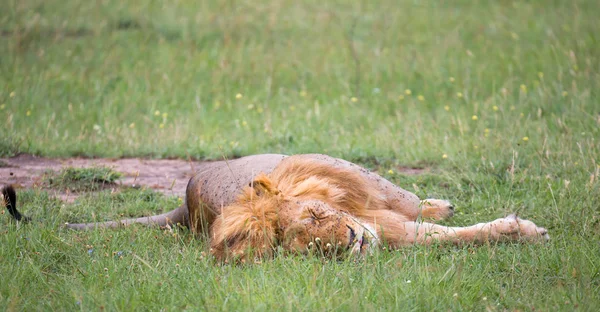 Un gran león yace en la hierba en la sabana de Kenia —  Fotos de Stock