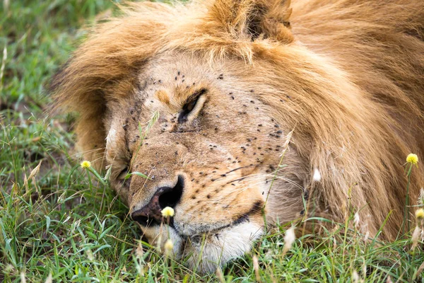 Een grote leeuw slaapt in het gras van de Keniaanse savanne — Stockfoto