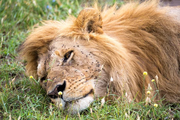 Um grande leão dorme na grama da savana queniana — Fotografia de Stock