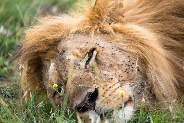 A big lion sleeps in the grass of the Kenyan savannah — Stock Photo, Image