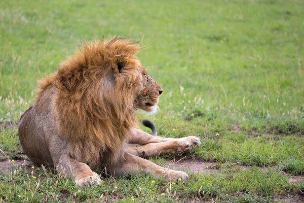 Un grande leone giace nell'erba nella savana del Kenya — Foto Stock