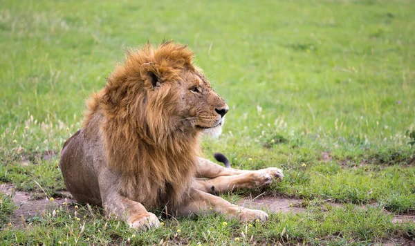 Un grande leone giace nell'erba nella savana del Kenya — Foto Stock