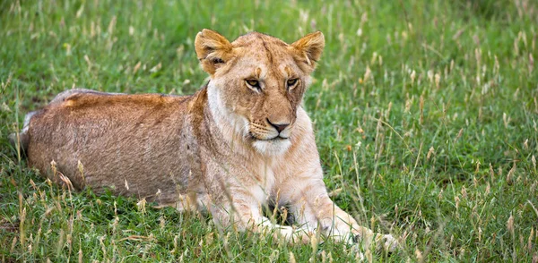 Ritratto di leonessa, giace nell'erba della savana — Foto Stock