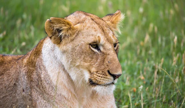 Portrait d'une lionne, elle se trouve dans l'herbe de la savane — Photo