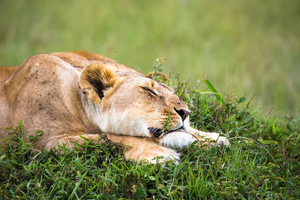 The portrait of a lioness, she lies in the grass in the savannah — Stock Photo, Image