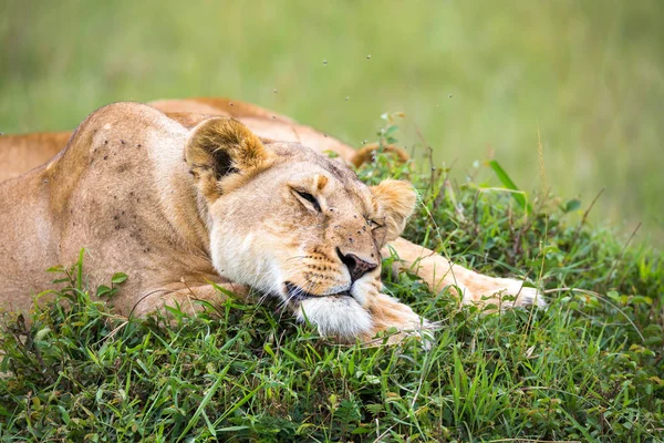 Ritratto di leonessa, giace nell'erba della savana — Foto Stock