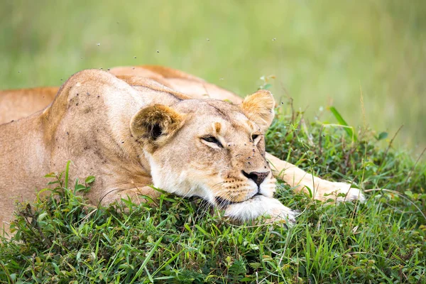 사자의 초상화, 그녀는 사바나의 잔디에 누워 — 스톡 사진