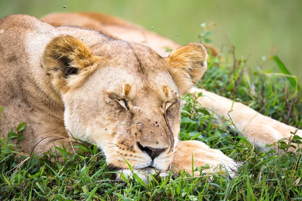 O retrato de uma leoa, ela jaz na grama na savana — Fotografia de Stock