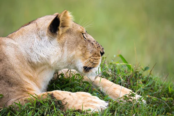 Ritratto di leonessa, giace nell'erba della savana — Foto Stock