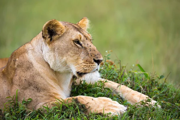Ritratto di leonessa, giace nell'erba della savana — Foto Stock
