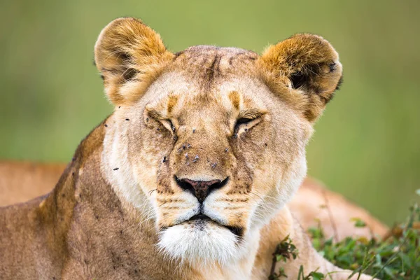 O retrato de uma leoa, ela jaz na grama na savana — Fotografia de Stock