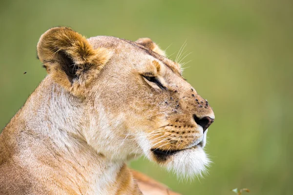 The portrait of a lioness, she lies in the grass in the savannah — Stock Photo, Image