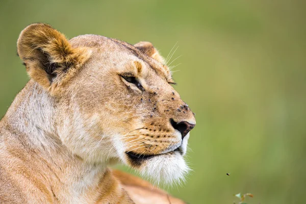 Het portret van een leeuwin, ze ligt in het gras in de savanne — Stockfoto